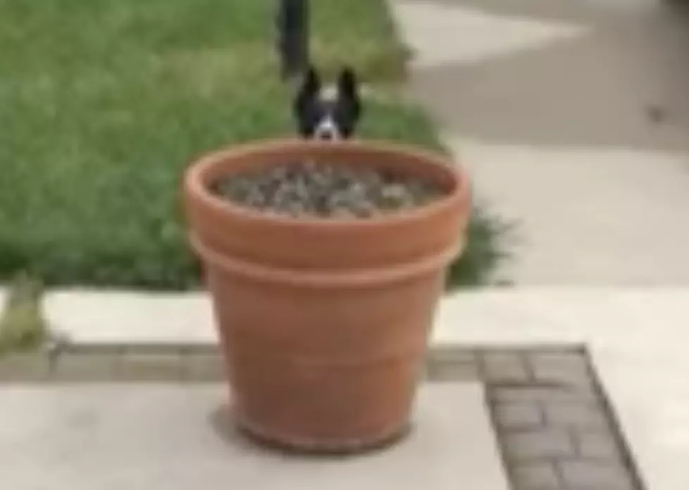Dog Plays Hide And Seek To Avoid Going Into House [VIDEO]