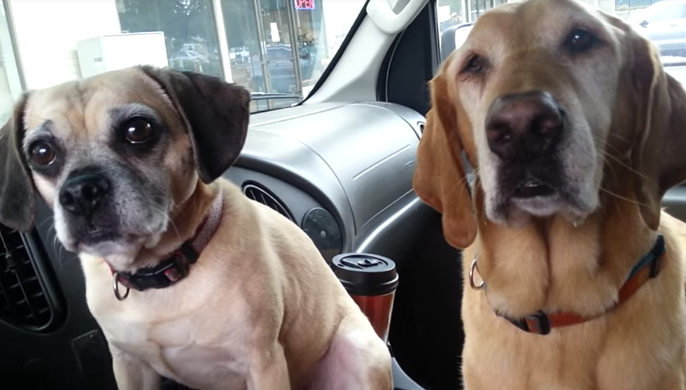 According To This Video There Are Only Two Types Of Dogs—Which One Is Yours?