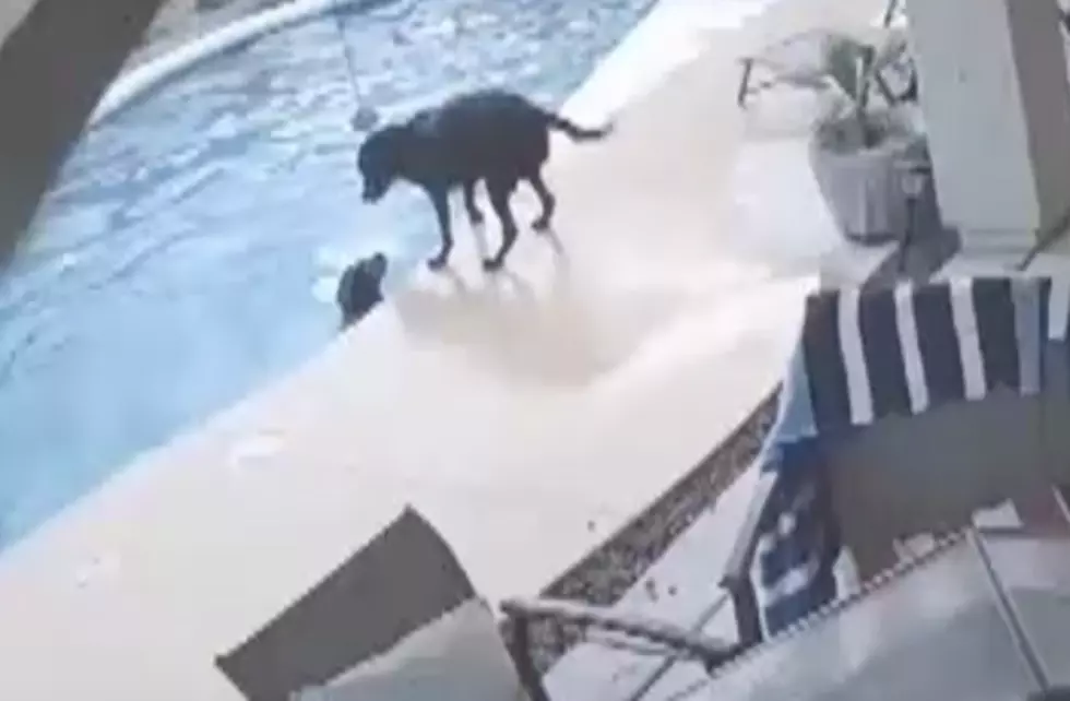 Dog Jumps Into Pool To Save Dog From Drowning [VIDEO]