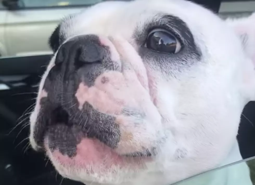 Why Does This Dog Sound Like An Opera Singer? [VIDEO]