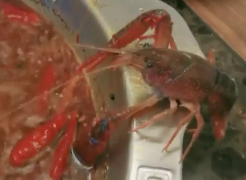 This Crawfish Sacrificed His Own Claw To Escape A Boiling Pot [Video]