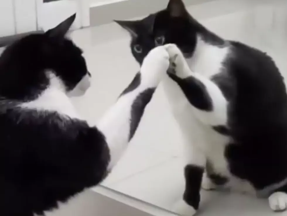 Cat Video Leaves Many Scratching Head [VIDEO]