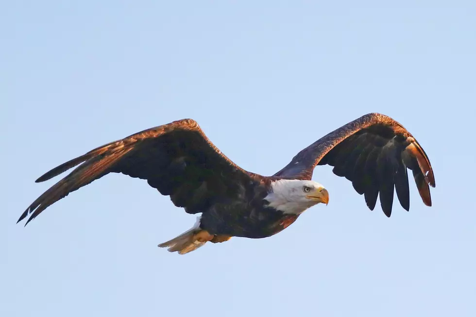 Juvenile bald eagle found on ground to be released Tuesday