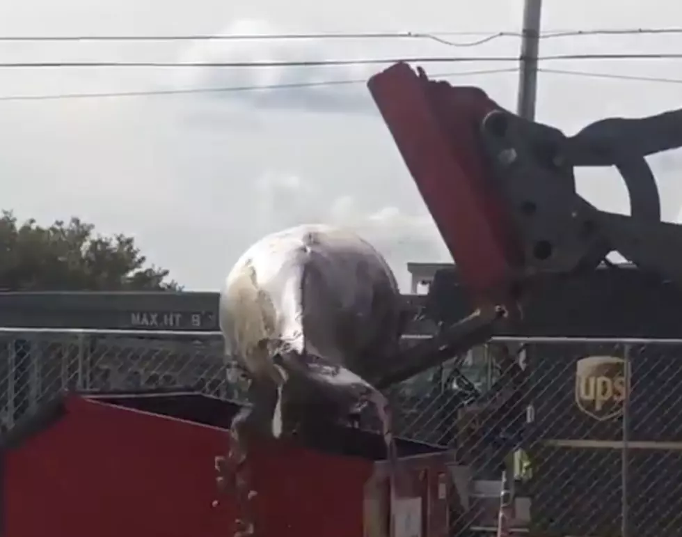 Disturbing Video Shows City Attempting To Dump Whale In Dumpster [VIDEO]