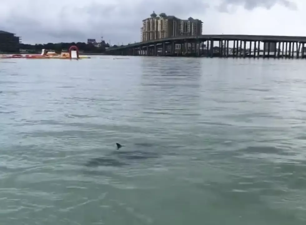 Large Shark Spotted At One Of Lafayette’s Favorite Vacation Destinations [VIDEO]