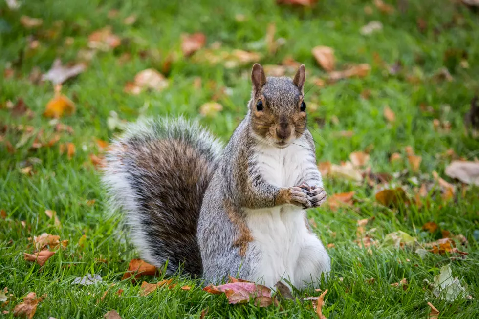 Squirrel Scarfing Down Egg Roll Is Twitters Newest Obsession