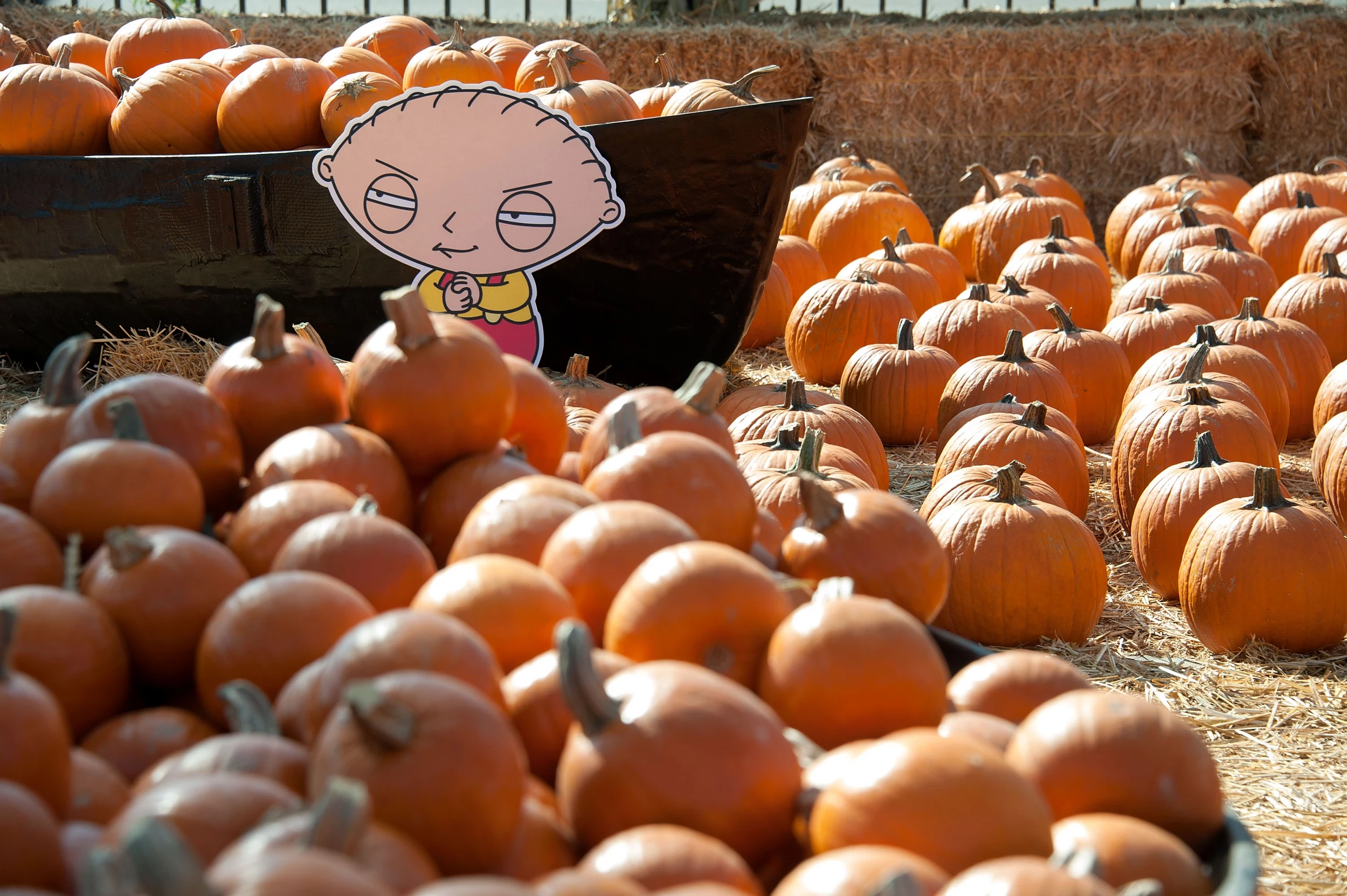 Pumpkin Patches in Louisiana