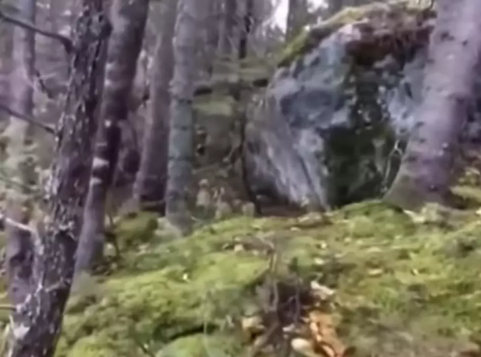 Forest Appears To Be Breathing In Bizarre Video [Video]