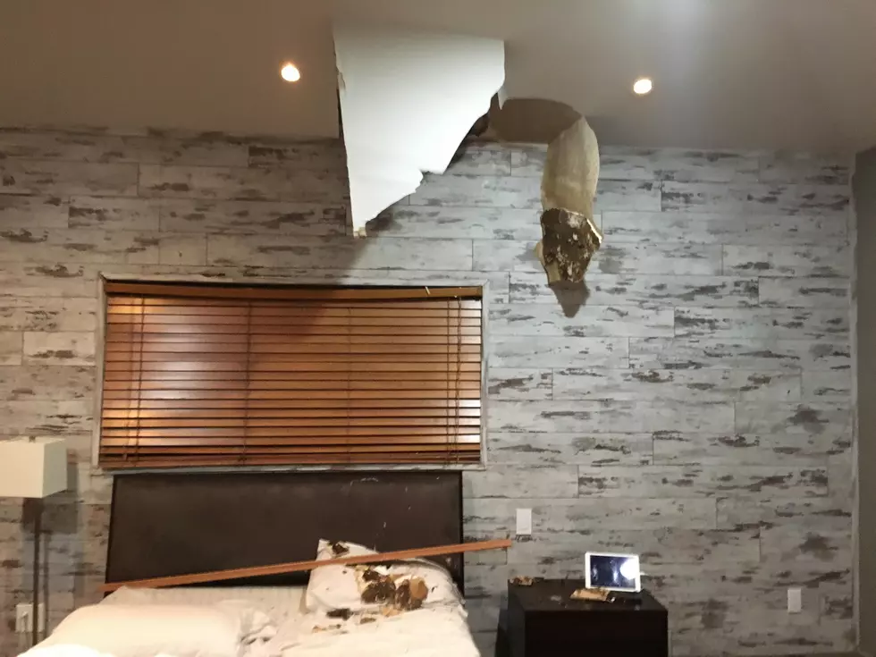 Lafayette Man Sent To Emergency Room After Huge Raccoon Fell Through His Ceiling [PHOTOS]
