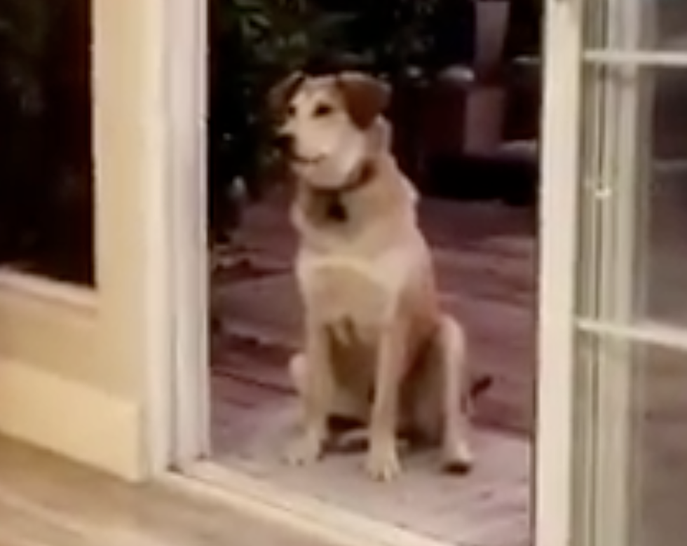 Dog Always Thinks Door Is Closed [VIDEO]