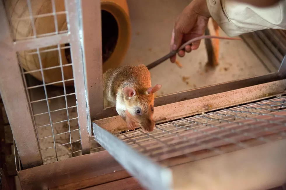 Large Rat Makes Its Way Into Vending Machine At School [NSFW-VIDEO]