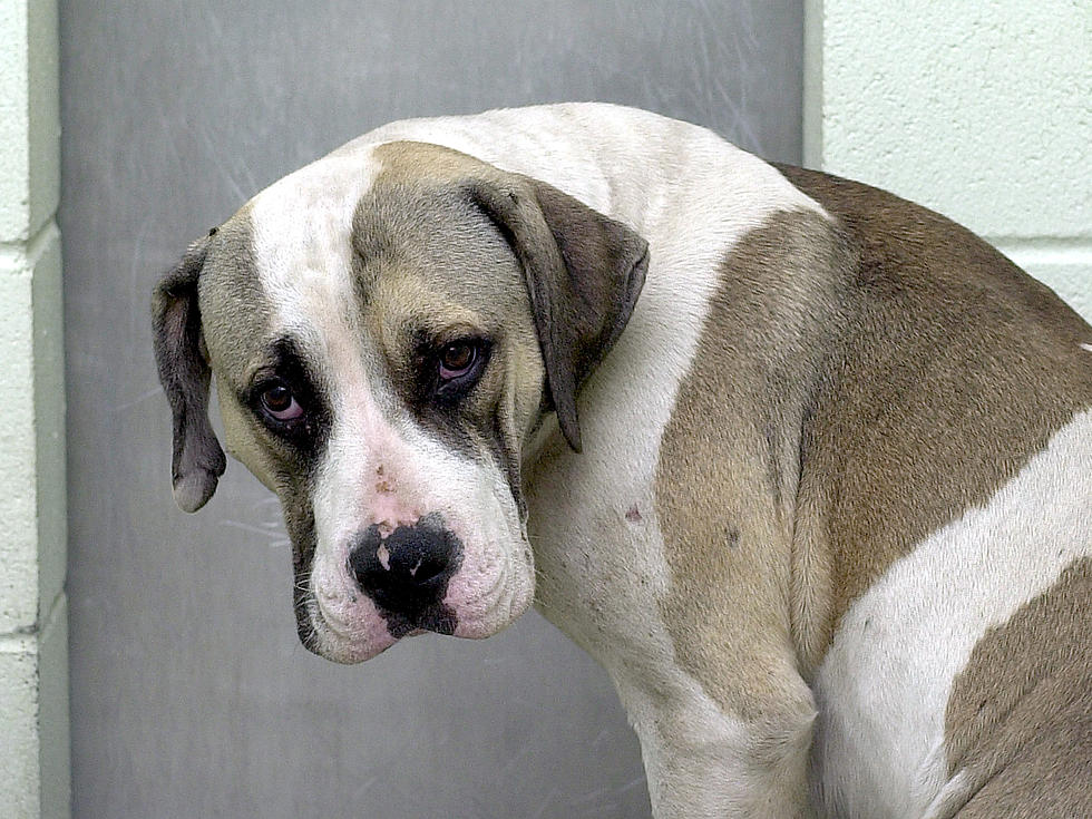 Dog Comforts Friend Who Is Going Through A Tough Time [Video]