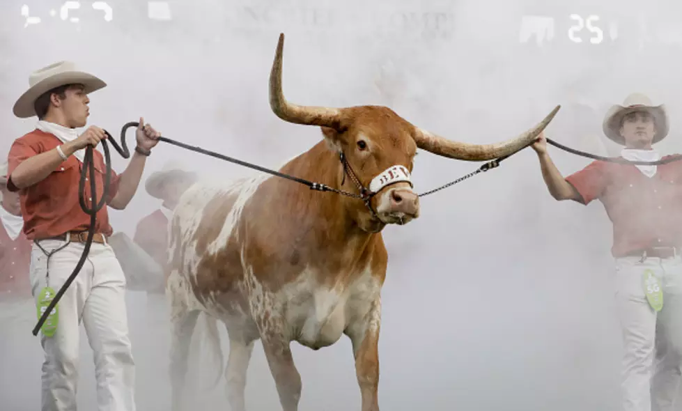 Texas Mascot Bevo Charges At UGA Bulldog Before Sugar Bowl [VIDEO]