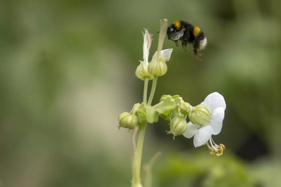 The World’s Largest Bee Spotted For First Time In Almost 40 Years [Pic]