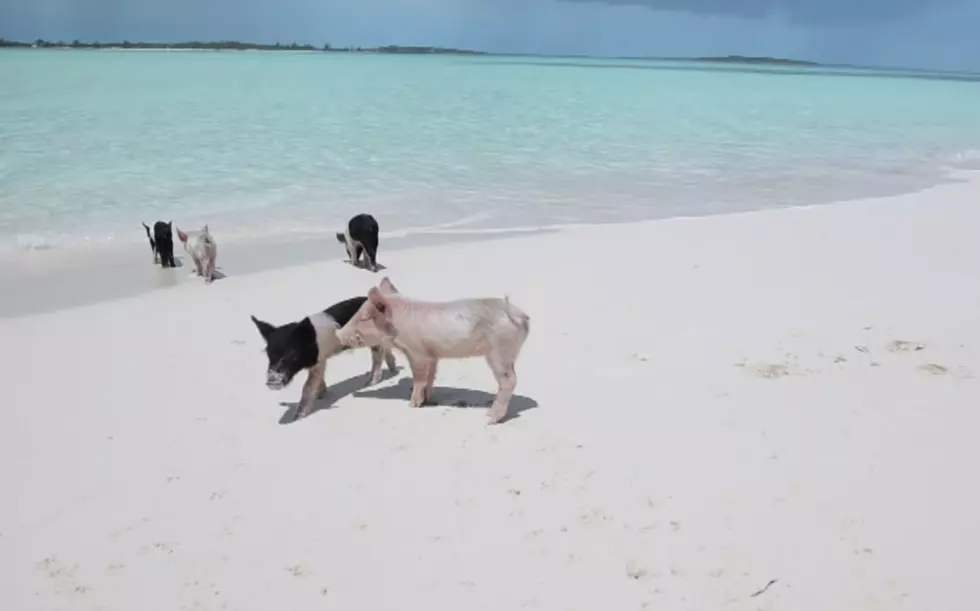 Alvin Kamara Swimming With Pigs Looks Like Something Out Of A Fyre Festival Documentary [VIDEO]