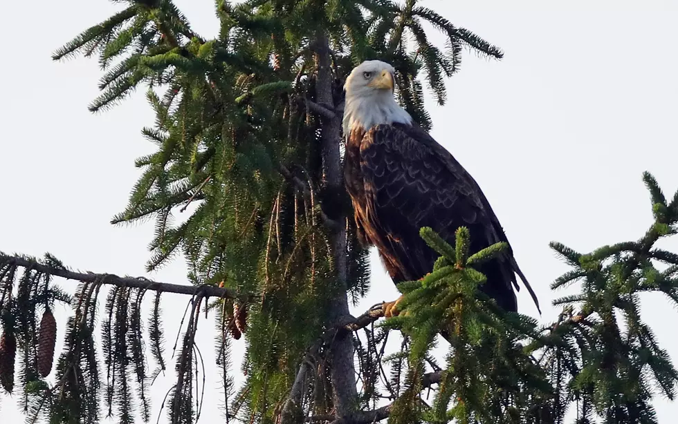 Bald Eagle Stares Down Grey Squirrel [PHOTO]