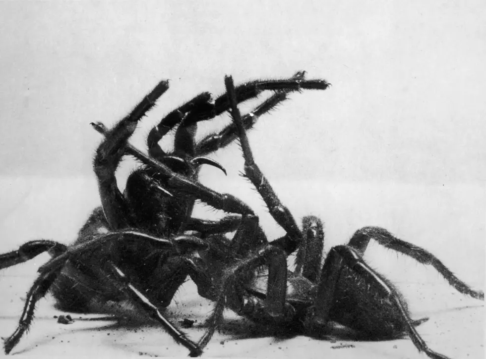 What Is Louisiana’s Top Phobia?