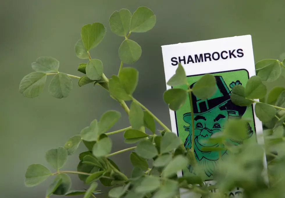 How The Shamrock Became The Symbol Of St. Patrick’s Day