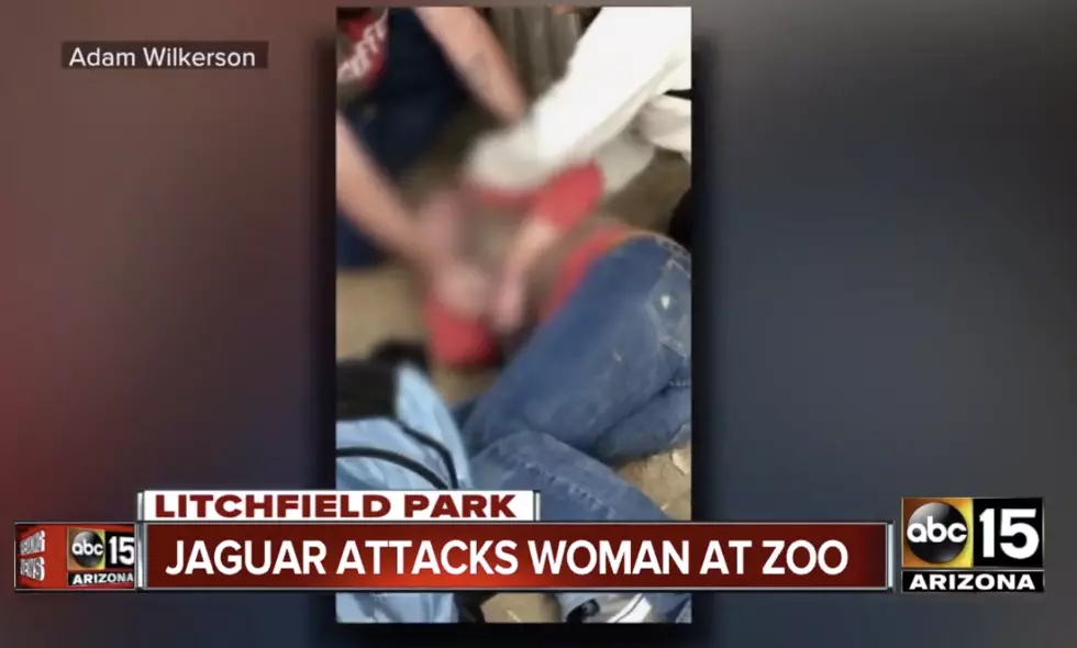 Woman Attacked By Jaguar After Crossing Zoo Barricade To Take A Selfie [VIDEO]