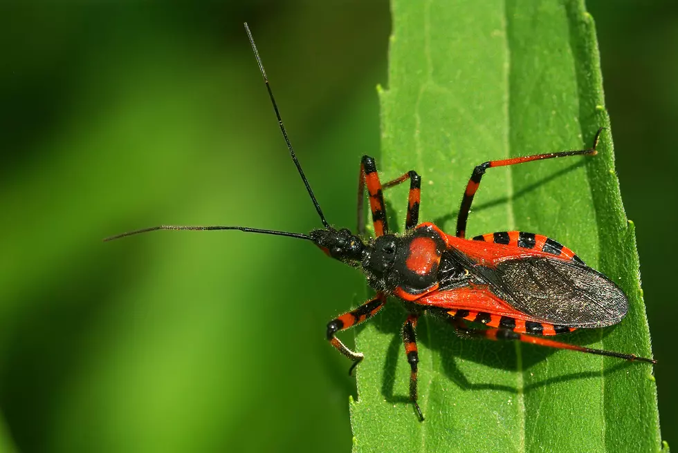 Watch Out For The Blood-Sucking ‘Kissing Bug’ In Louisiana