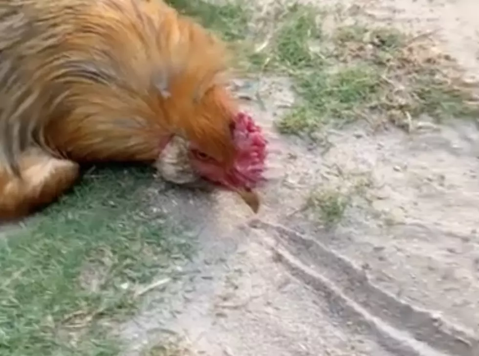 Rooster Goes On Attack When Someone Erases Line In Front Of It [VIDEO]