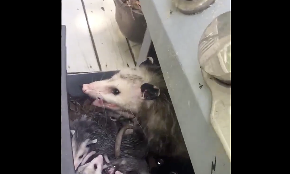 North Carolina Woman Finding Family Of Opossums Living In Grill Is Pure Internet Gold