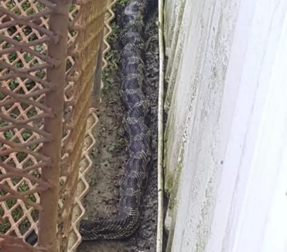 Huge Snake Spotted In South Louisiana [PHOTO]