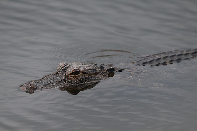 GRAPHIC PHOTO: Alligator Spotted With Knife In Head