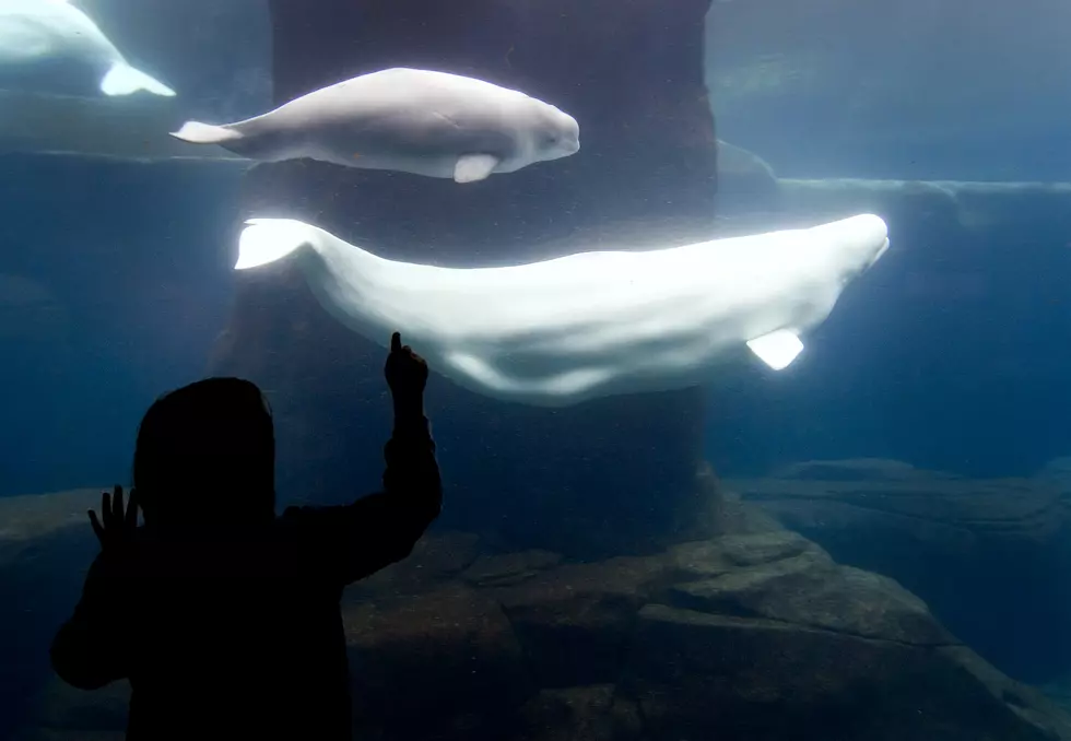 Beluga Whale Returns Fallen Cellphone