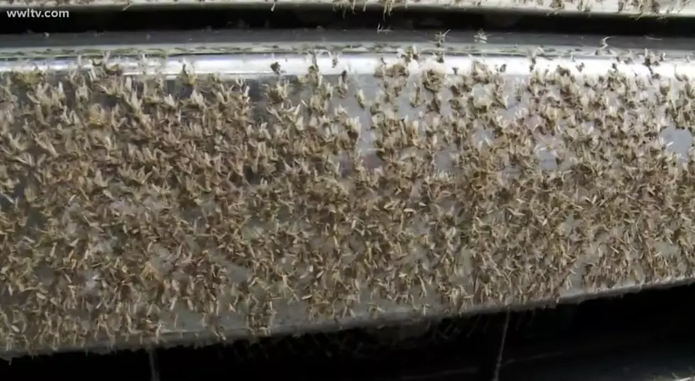 These Bug Swarms Were So Thick On The Causeway, Drivers Thought It Was Actually Raining