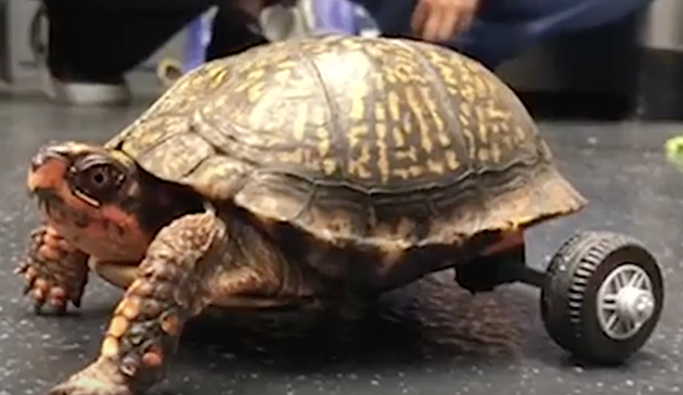 AMAZING VIDEO: LSU Veterinarian School Gets Turtle Moving Again