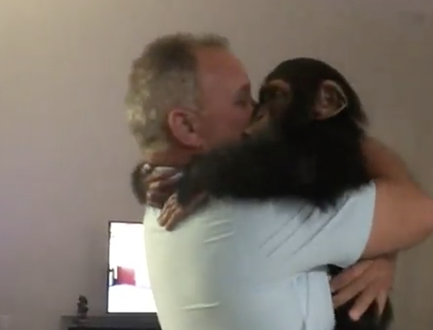Chimp Can&#8217;t Contain Excitement When Reunited With Foster Parents [VIDEO]