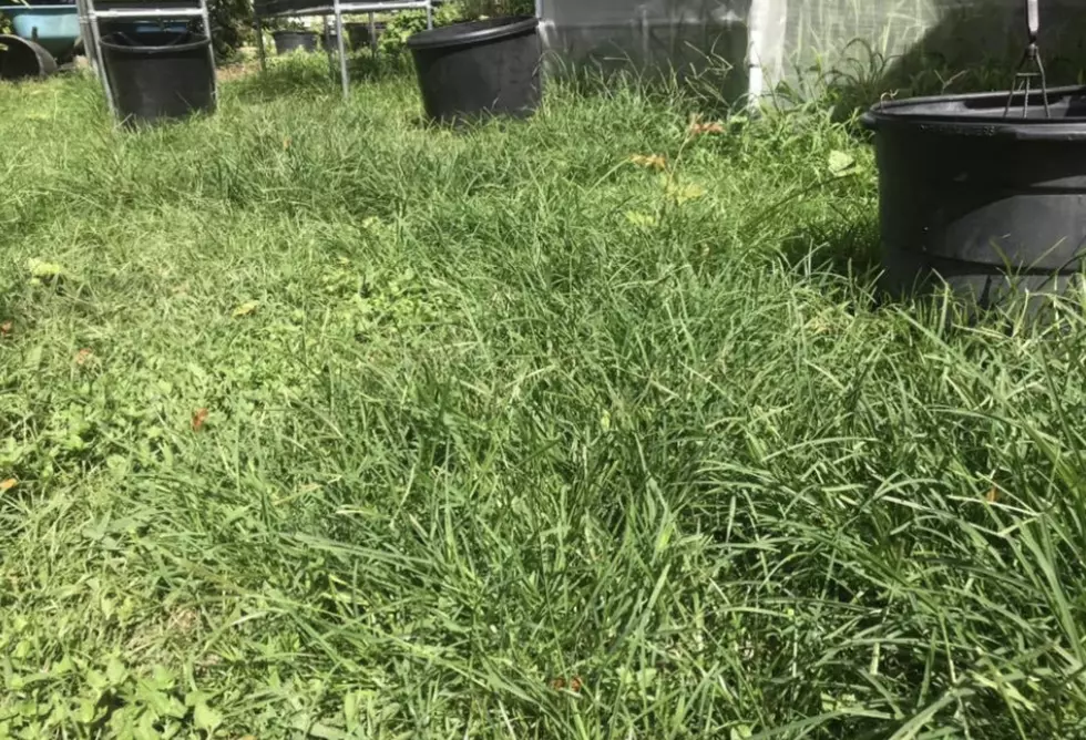 Here&#8217;s Why You Should Wait Until After The Storm To Cut Your Grass