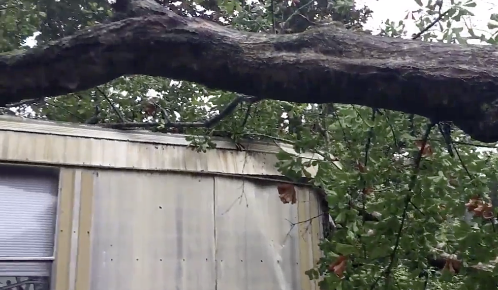 Massive Tree Falls On Trailer In Jeanerette, Beehive Explodes On Family Trapped Inside