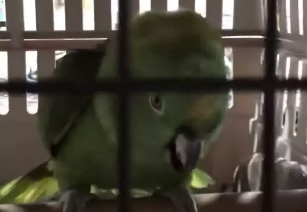 Exotic Bird Sounds Like A Baby Crying [VIDEO]