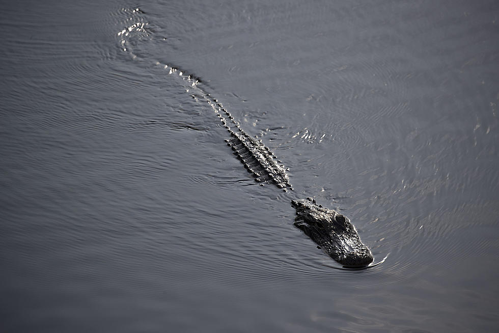 Lafayette Man Arrested, Accused Of Biting Head Off Of Small Alligator