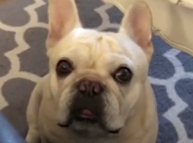 French Bulldog Throws Tantrum When Told No More Treats [VIDEO]