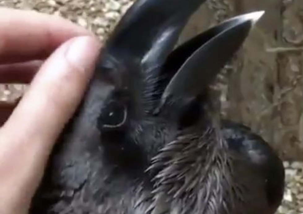 Rabbit Or Raven? The Latest Viral Optical Illusion Has The Internet Baffled