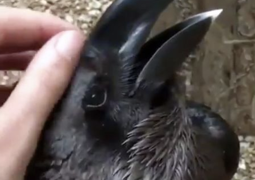 Rabbit or Raven?