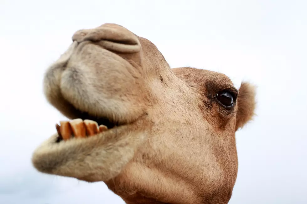 Manager At &#8216;Tiger Truck Stop&#8217; Describes Camel Attack, Updates Status On Animal [AUDIO]