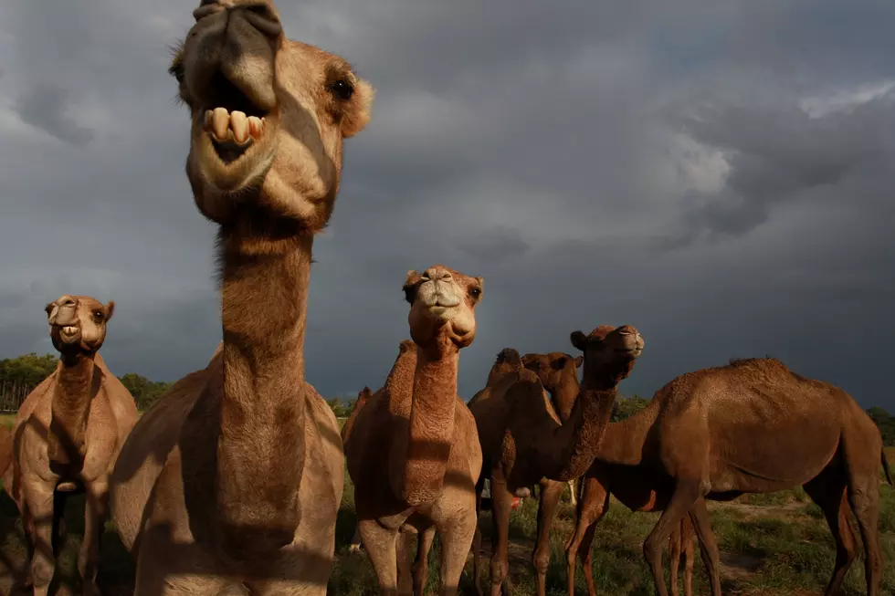 Watch Couple Enter Camel Enclosure Before It Sat On Woman [VIDEO]