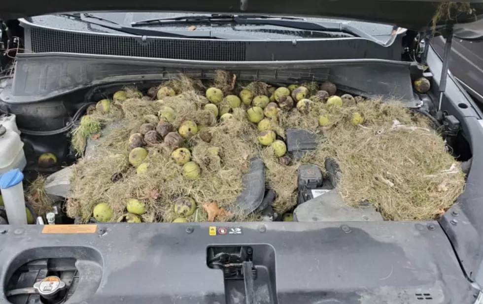 Squirrels Stash Walnuts Under The Hood Of A Car [PHOTO]