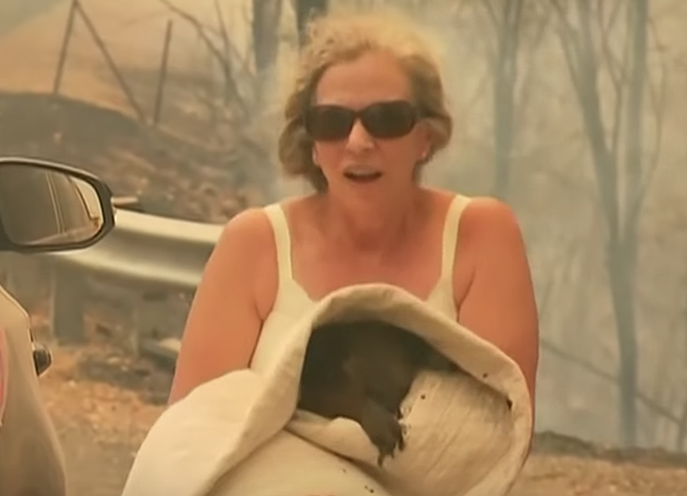 Woman Rescues Burnt Baby Koala From Brush Fire [VIDEO]