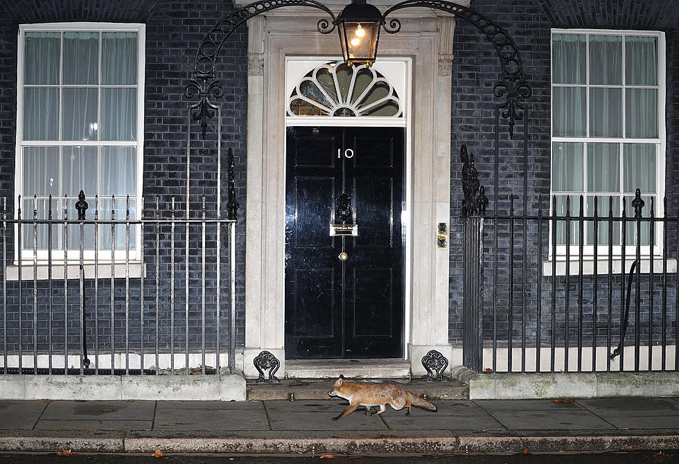 Cheeky Fox Sneaks a Pee In Guy&#8217;s Tea [Video]