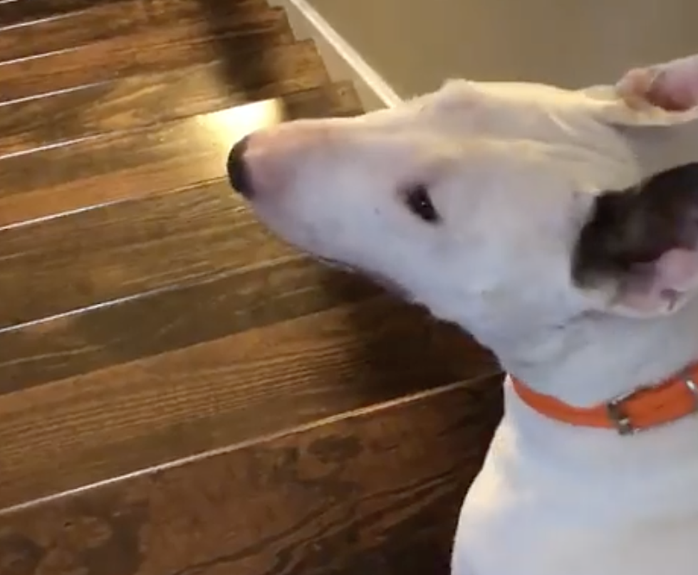 Dog Flies Down Staircase And The Internet Loses It [VIDEO]
