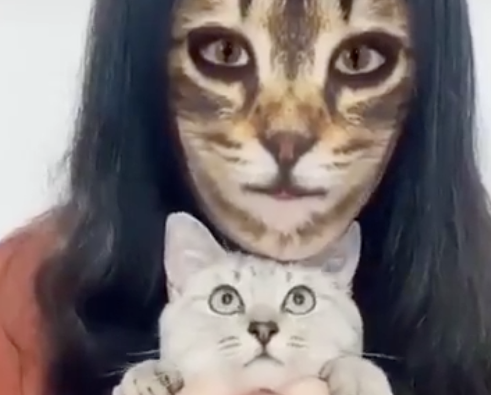 Owners Shock Cats By Using Filter On Phone [VIDEO]