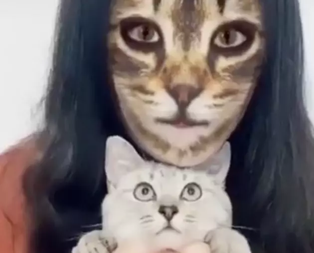 Cats React To Owners Using Cat Filter [VIDEO]