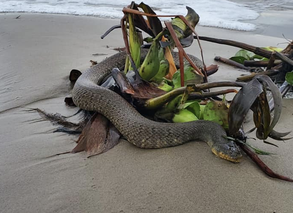 Huge Snake Spotted On The Shore of A  Louisiana Beach [PHOTO]