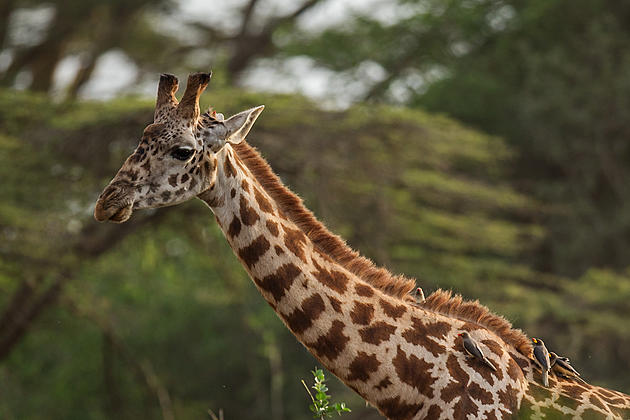 Baton Rouge Zoo Names Baby Giraffe After Former LSU Quarterback