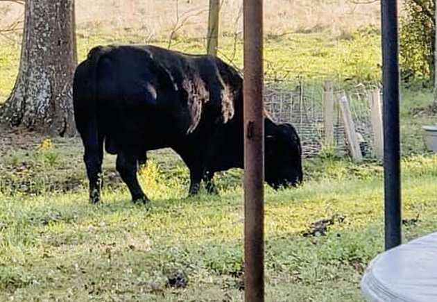 Bull on The Loose In Lafayette [PHOTO]
